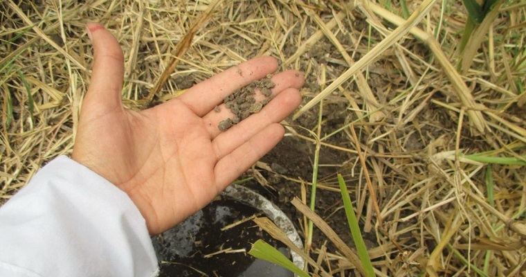 Caña y ganadería, actividades que conservan el suelo en el Valle del Cauca