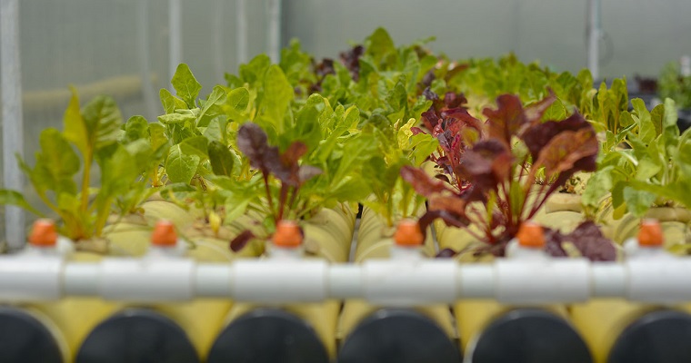 Sistema de recirculación de nutrientes produce lechugas en sistema hidropónico