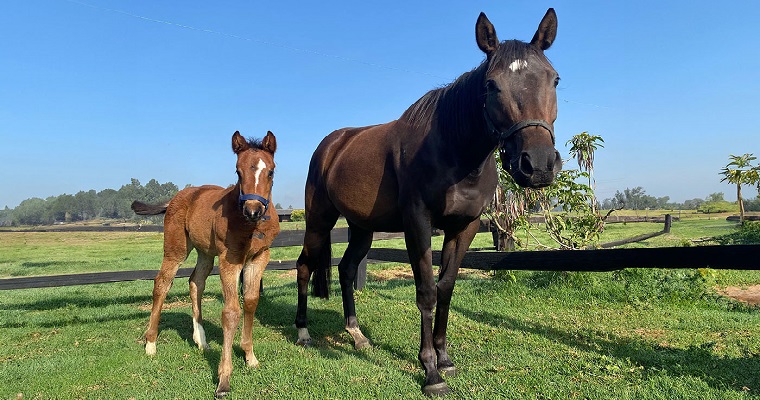 Proteínas fetales mejoran el monitoreo de la gestación en yegua criolla colombiana