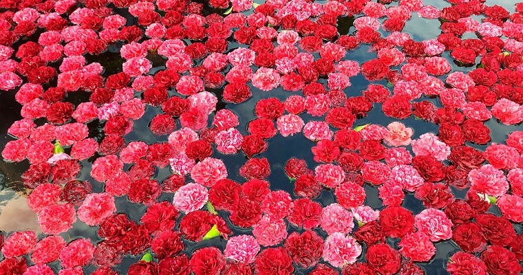 Con tiamina se combatiría la principal enfermedad de los cultivos de clavel