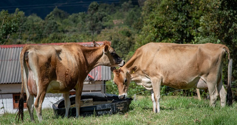 Polisombras y sistemas de ventilación evitarían el estrés de vacas, cerdos y gallinas en climas extremos
