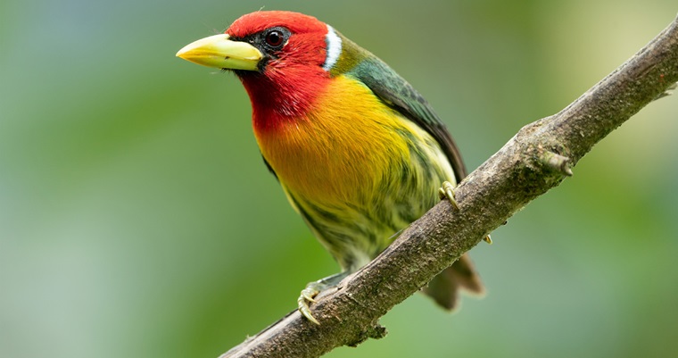 Primera ruta de avistamiento de aves para personas con discapacidad visual está en los Farallones de Cali