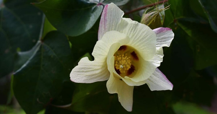 El algodón y su histórica relación con el pueblo raizal de San Andrés y Providencia