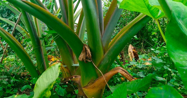 Almidón de bore tiene poder descontaminante de ríos y quebradas