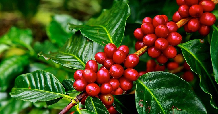 Buenas relaciones comerciales aumentan la adopción de tecnologías en el sector agrícola