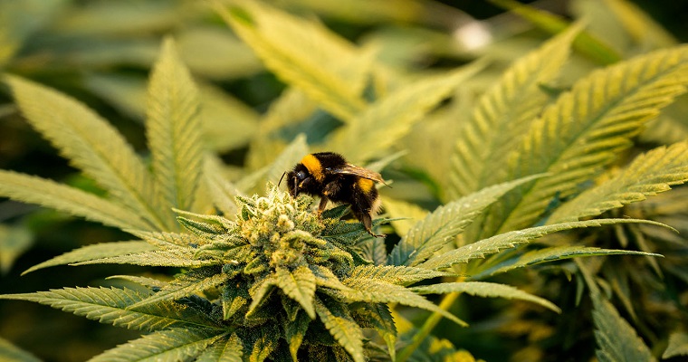 Ácaros y parásitos de abejas del Pacífico, epicentro de investigación que aportará a su conservación