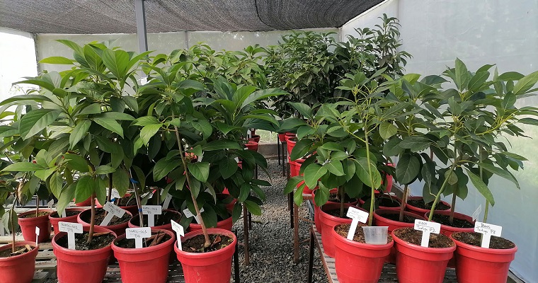 "De la tristeza a la alegría" pasan nuevas variedades de aguacate resistentes a enfermedades
