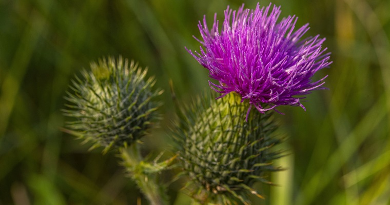 Cambio climático está impactando en la germinación de malezas en Colombia