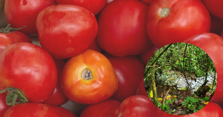 Bacterias halladas en ambientes silvestres controlarían devastador hongo del tomate
