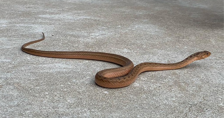 ¿Cómo se defiende la “falsa patoco”, serpiente autóctona del Caribe?