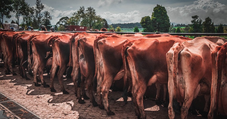 Calidad de la leche en Colombia varía según la región, ¿por qué?