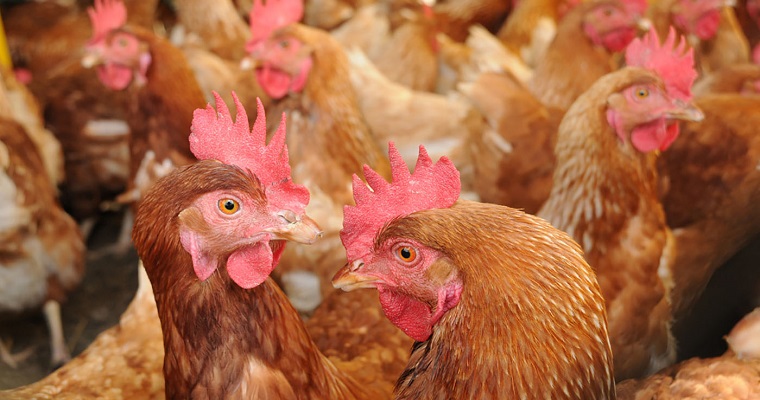 Detección de metapneumovirus, causante de infección respiratoria en aves comerciales y silvestres, es prioritaria