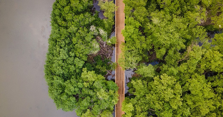 Con IA revelan el trabajo invisible de los manglares en Colombia contra el cambio climático