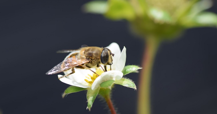 Identifican nuevos insectos polinizadores en cultivos de fresa que mejorarían la calidad de la fruta