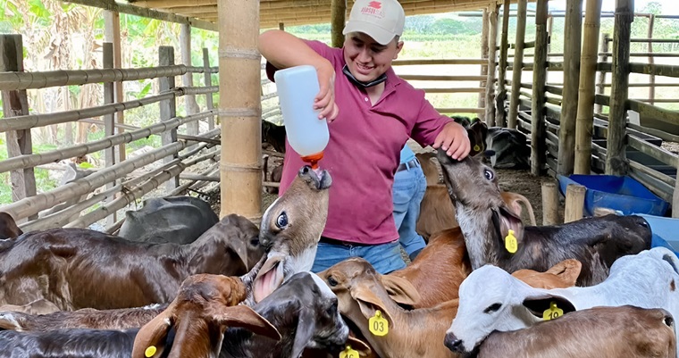 Terneras Girolando, opción rentable ante la crisis lechera en Colombia