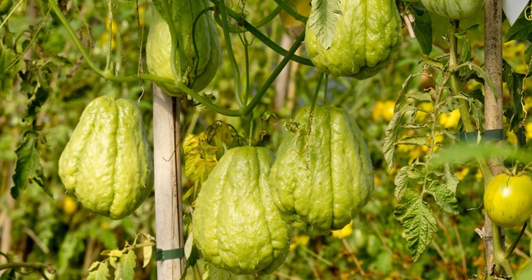 La cidra, alimento tradicional que se reinventa como snack