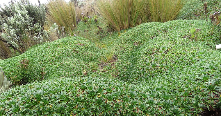 Más que frailejones: así funcionan las plantas de un páramo