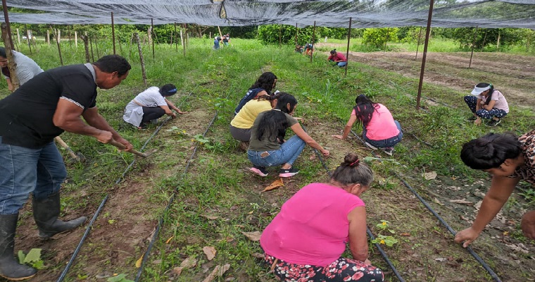 Huertas y proyectos productivos mejorarían seguridad alimentaria en zonas de Arauca