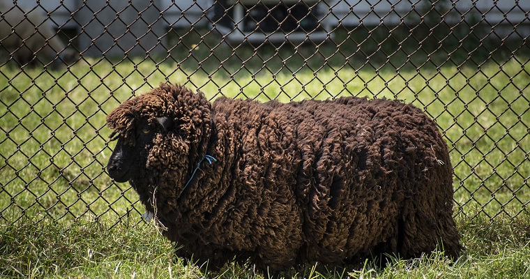Boyacá, Antioquia y Cundinamarca llevan la delantera en ganadería ovina