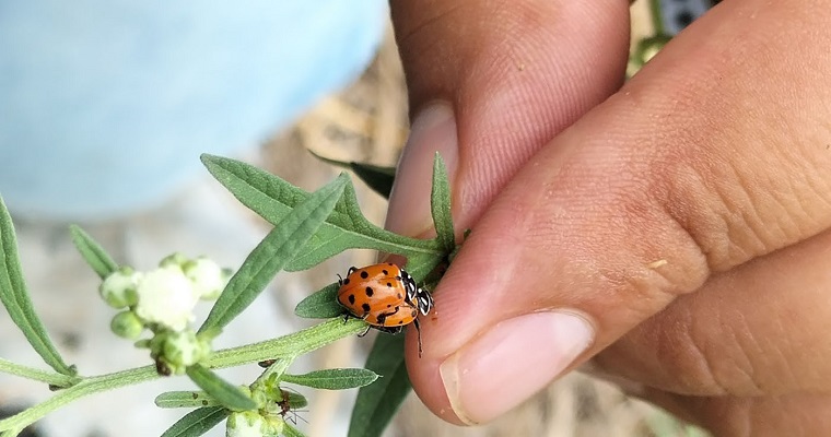 Insectos, aliados eficaces en el control de plagas de ají y fríjol