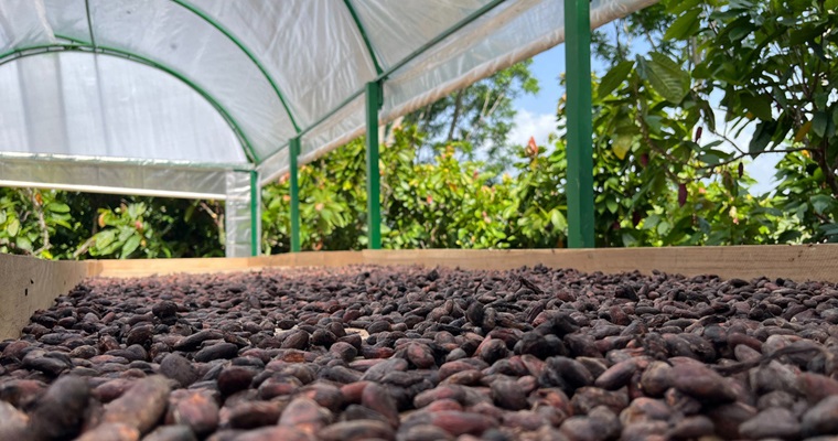 Con poda y fertilización aumenta la productividad del cacao en el Catatumbo
