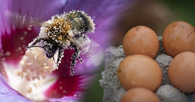 Gallinas alimentadas con dieta a base de polen de abejas producen huevos enriquecidos con omega 3 y 6