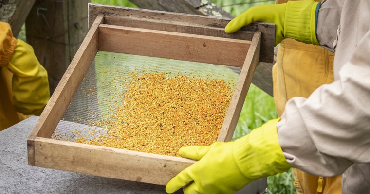 Propóleo: solución natural que sustituye antibióticos y potencia nutrición en pollos de engorde