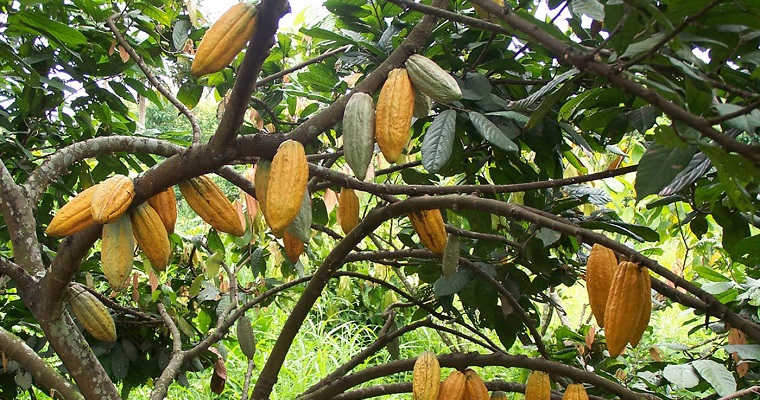 En el secado artificial estaría la clave para exportar cacao especial