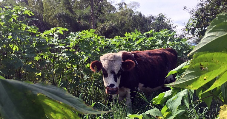 La ganadería sostenible en Colombia es posible con menos tierra y más árboles y arbustos