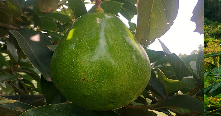 Aguacate Lorena, mucho más que una ensalada: usos de la cáscara a la pepa