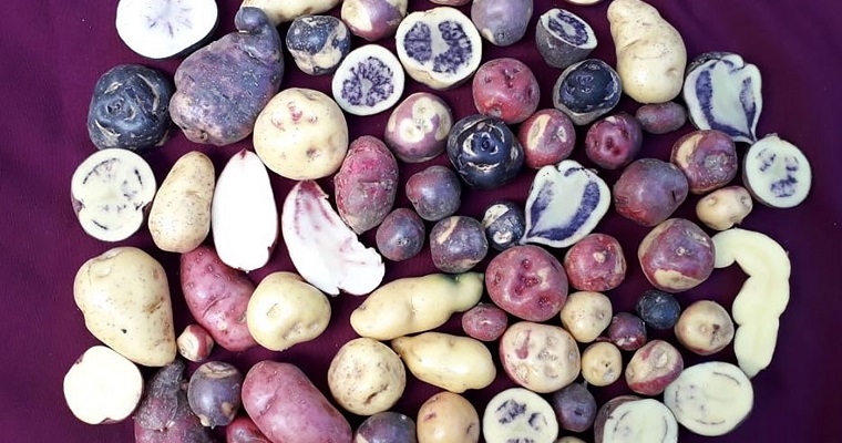 Así son las papas nativas que se cultivan en el Cauca