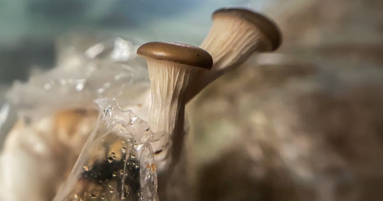 Residuos agrícolas se convierten en el sustrato ideal para cultivar hongos comestibles y nutritivos