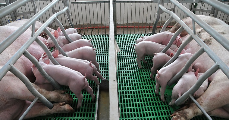 Residuos porcícolas se potenciarían como fuente de combustible y fertilizante