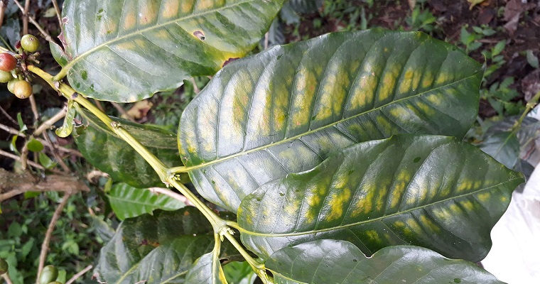 Exceso de frutos en el café hace que las plantas tengan menos hojas y nutrientes
