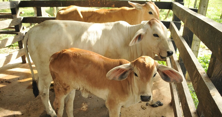 UNAL diseña nuevo método para detectar tuberculosis bovina