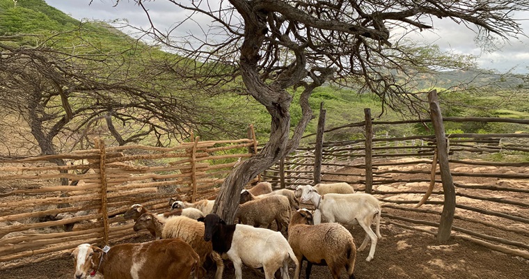 Combinación de ciencia y tradición wayúu preservarían el Parque Nacional Natural La Macuira