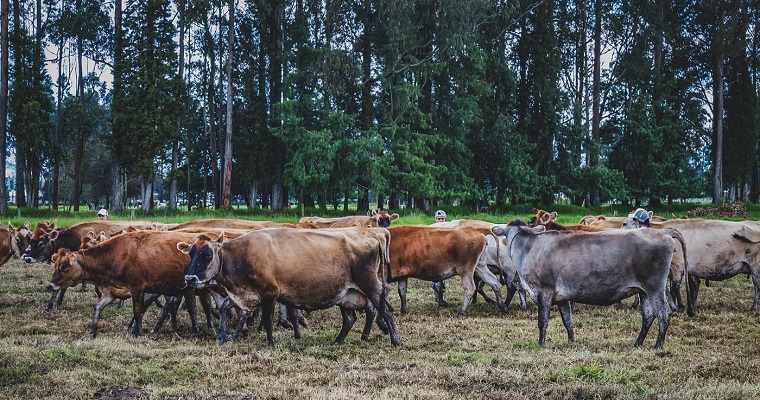Por primera vez identifican los virus respiratorios que más afectan bovinos en fincas lecheras