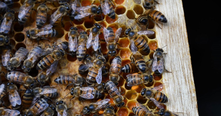 Control de cristales en la miel mejora su producción en Puerto Carreño