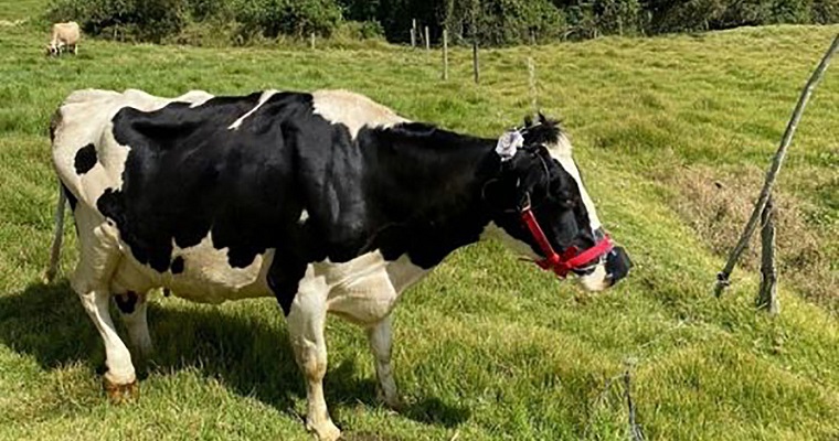 Nuevas tecnologías, aliadas en la producción sostenible de carne y leche