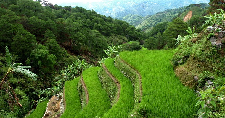 Terrazas de banco, barrera viva contra la erosión de las laderas en el Valle del Cauca