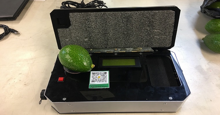 Equipo mide estado ideal de maduración de aguacate Hass