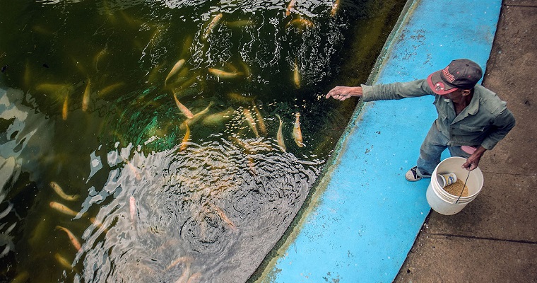 Virus de la tilapia de lago, amenaza para la seguridad alimentaria