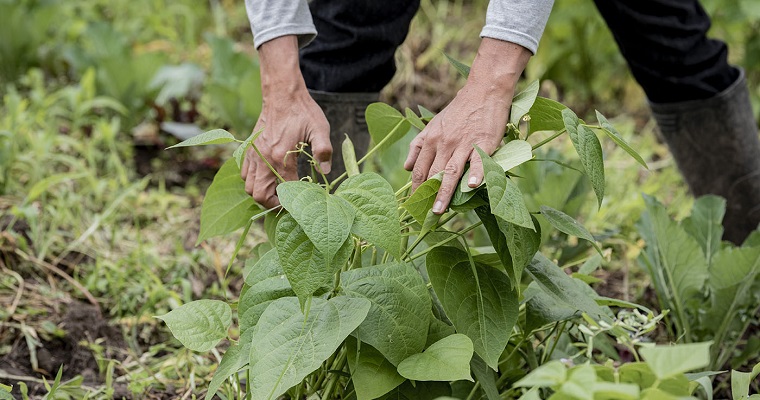 Con abonos orgánicos, horticultores de Cundinamarca ahorran en insumos