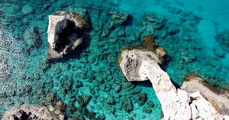 Sorprendente diversidad del coral encaje en el Gran Caribe