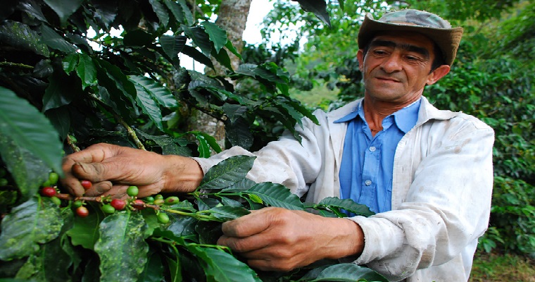 Plagas que afectan el cultivo del café podrían atacarse con bioiunsumos