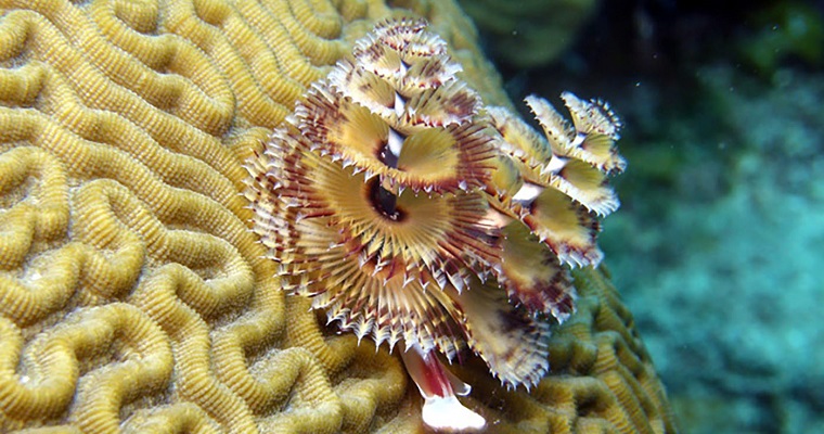 Entre la espada y la pared, así están los corales con el cambio climático y las bacterias tóxicas