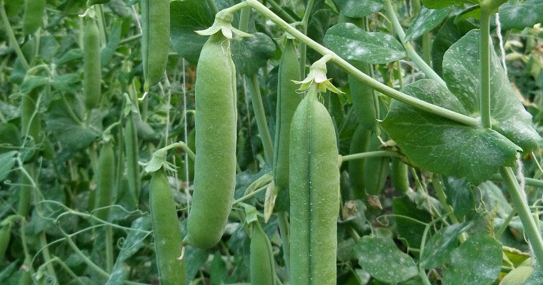 Nuevas variedades de alverja de la UNAL obtienen certificado de obtentor del ICA