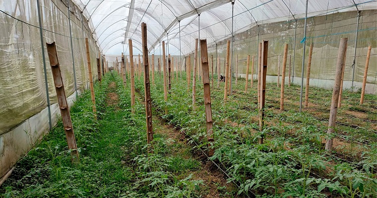 En la atracción sexual de la mosquita del tomate estaría la clave para su monitoreo y control