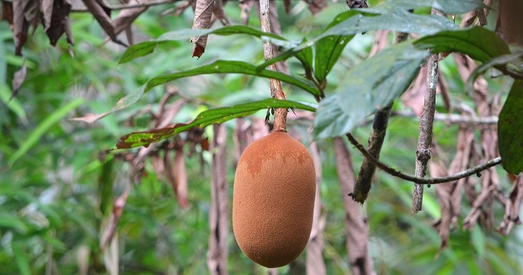 Aumentar la producción del copoazú y una comercialización justa, la batalla en Leticia