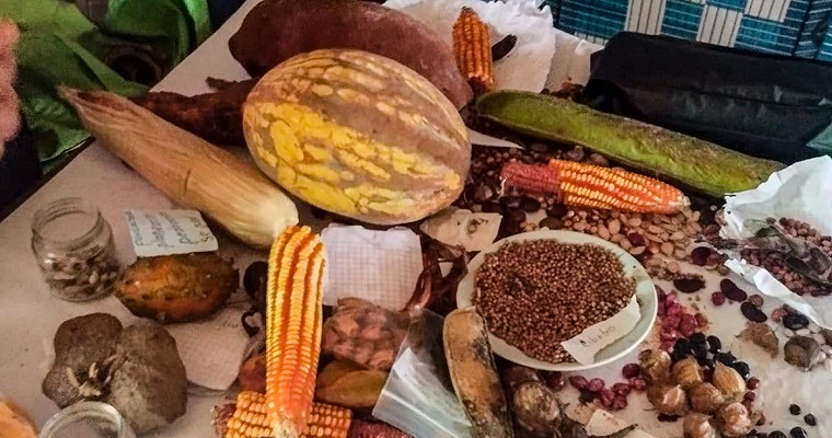Arracacha, balú y calabazas, “comidas poderosas” resguardadas por campesinos del sur del país